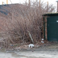 Japanese Knotweed